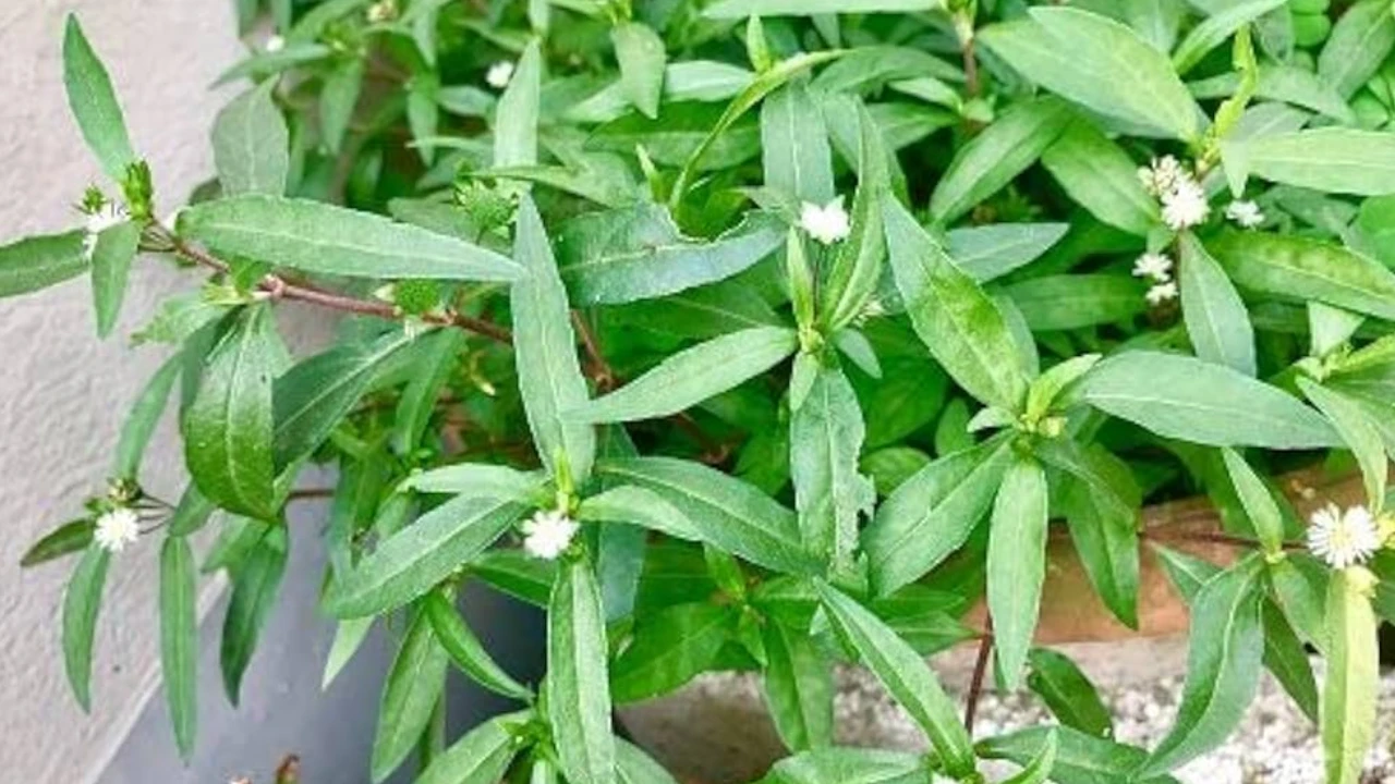 bhringraj-for-hair-growth-tips-uses-benefits-gujarati