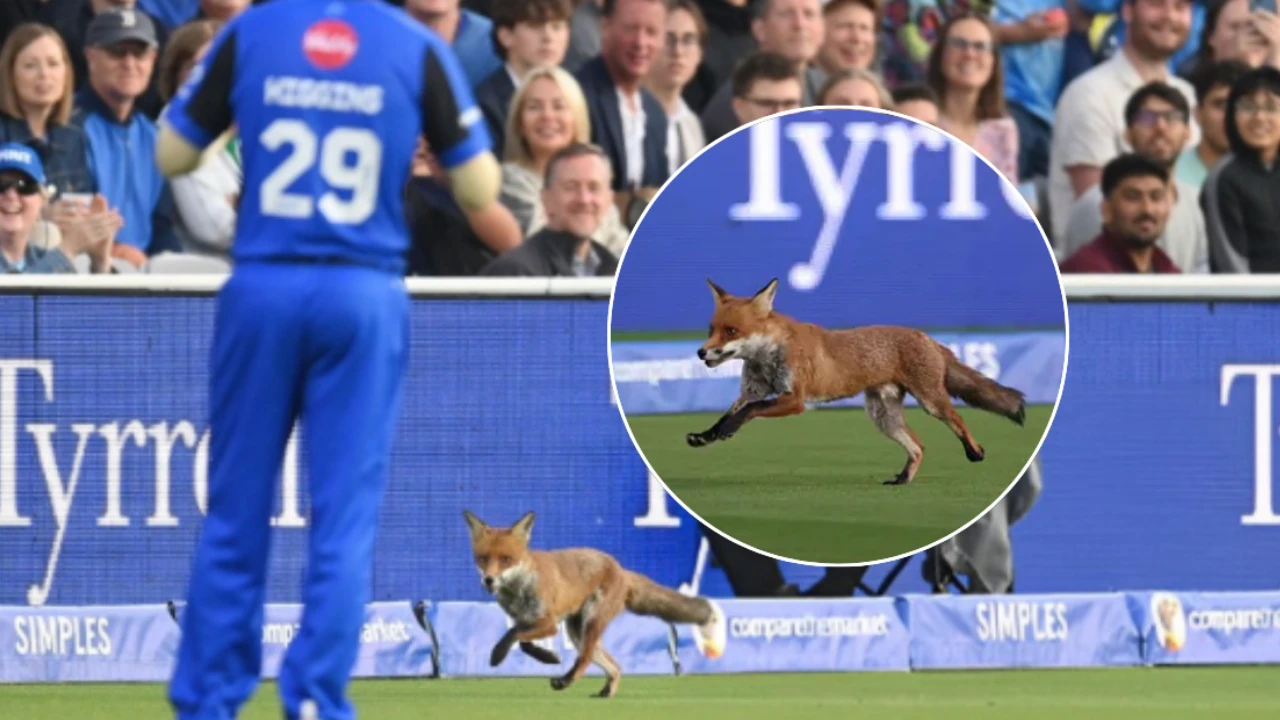 fox-stops-the-hundred-match-at-lords-video-viral