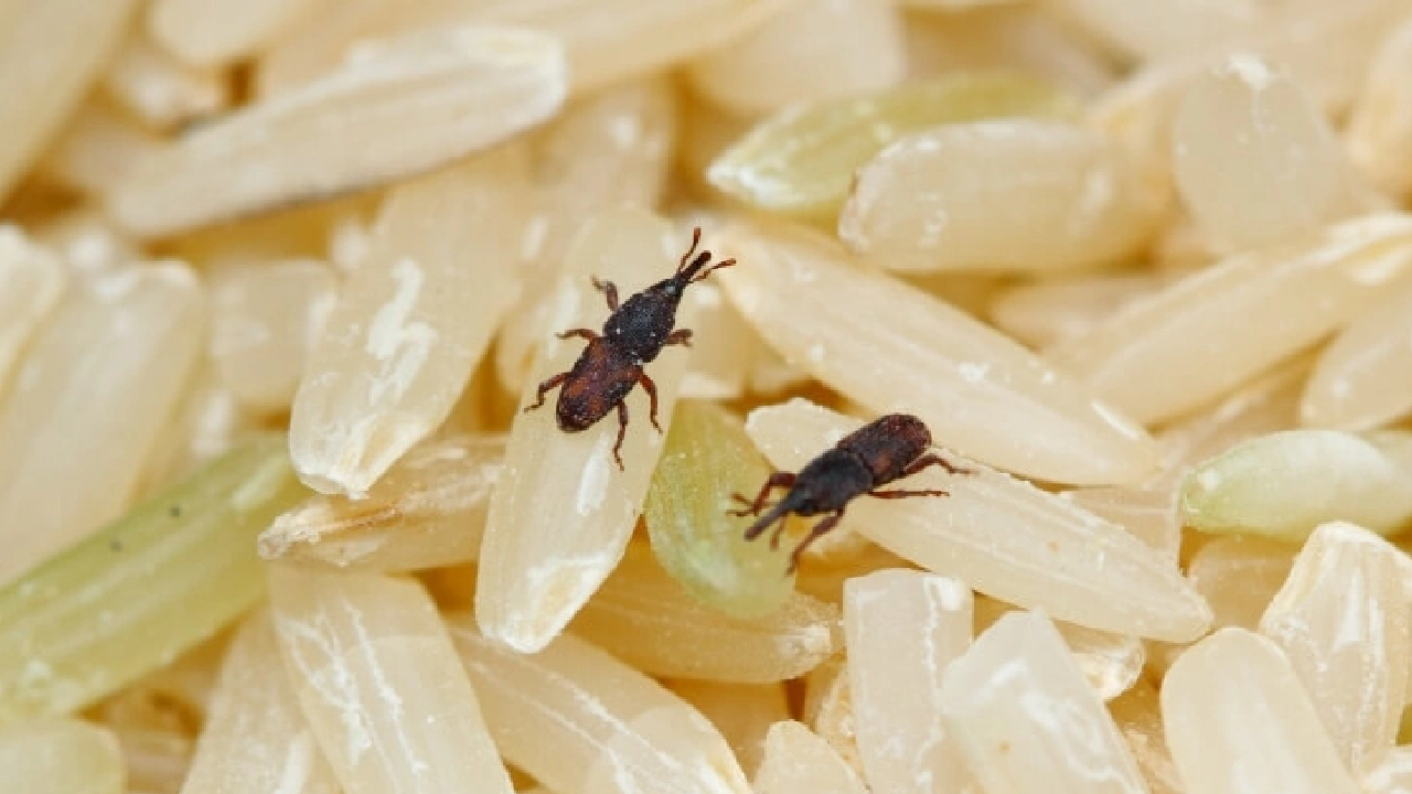 insects-in-atta-how-to-remove-weevils-from-flour-in-rainy-season