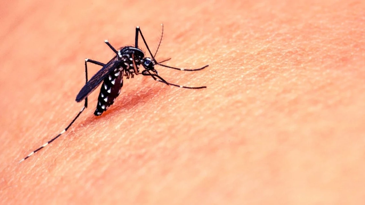 mosquito-control-methods-for-summer