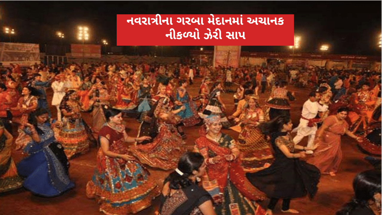 poisonous-snake-found-in-vadodara-garba-ground-during-navratri-celebration