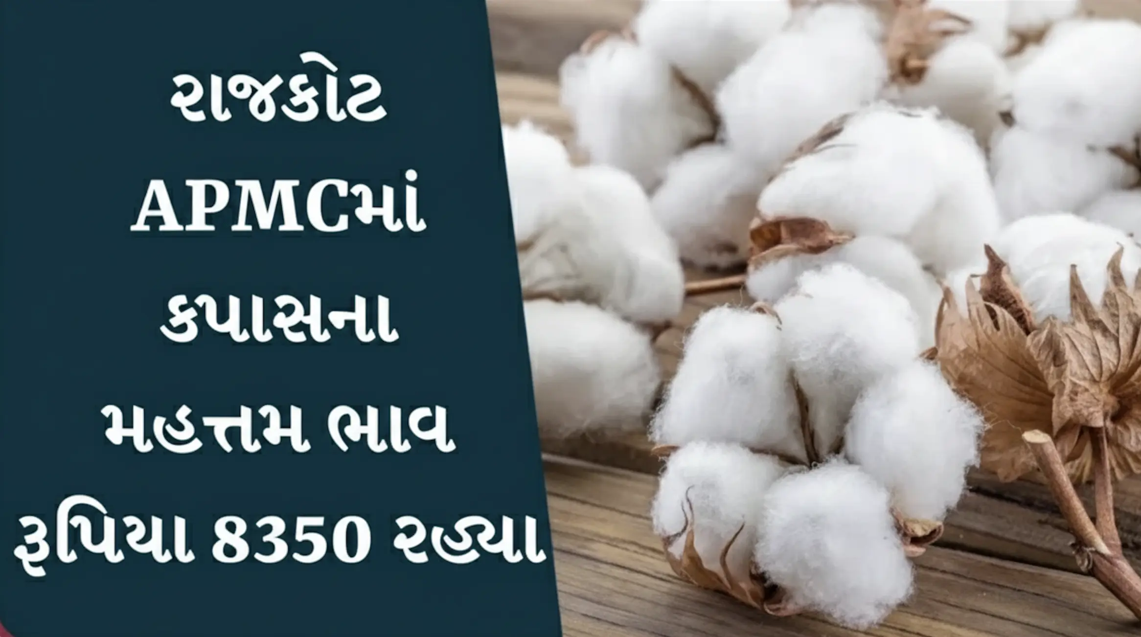 rajkot-apmc-cotton-price-hits-check-market-rates-of-various-crops-across-gujarat