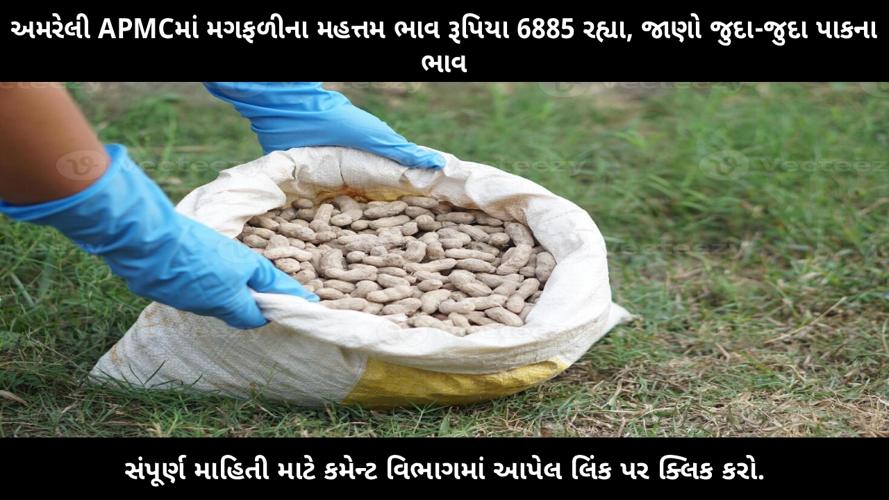 apmc-market-rates-amreli-peanut-prices-gujarat-farmers-latest-update