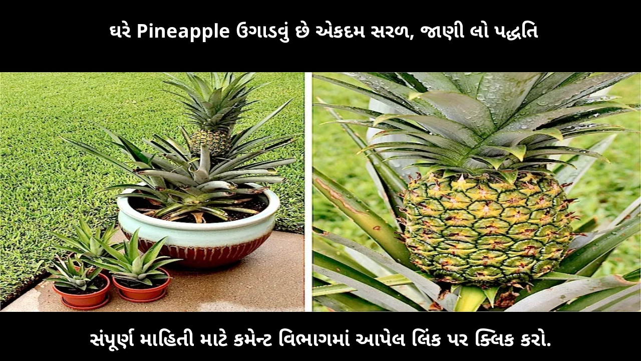 grow-pineapple-in-pot-easy-method-at-home