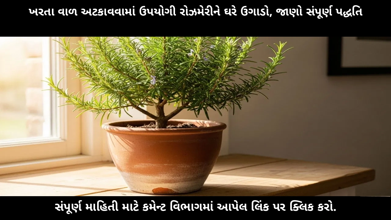 grow-rosemary-in-pot-at-home-hair-fall-remedy-planting-guide