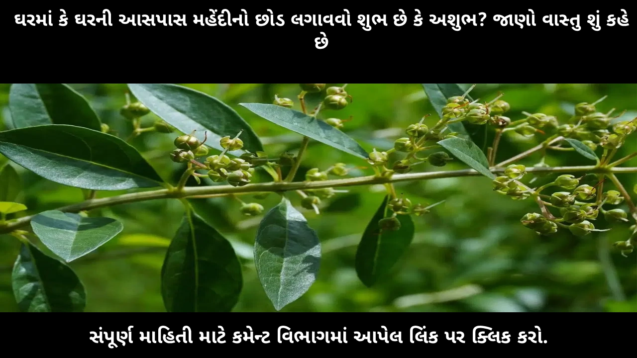 is-mehendi-plant-good-or-bad-for-home-vastu
