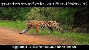 tiger-spotted-in-gujarat-forest-ratanmahal-camera-trap-breaking-news