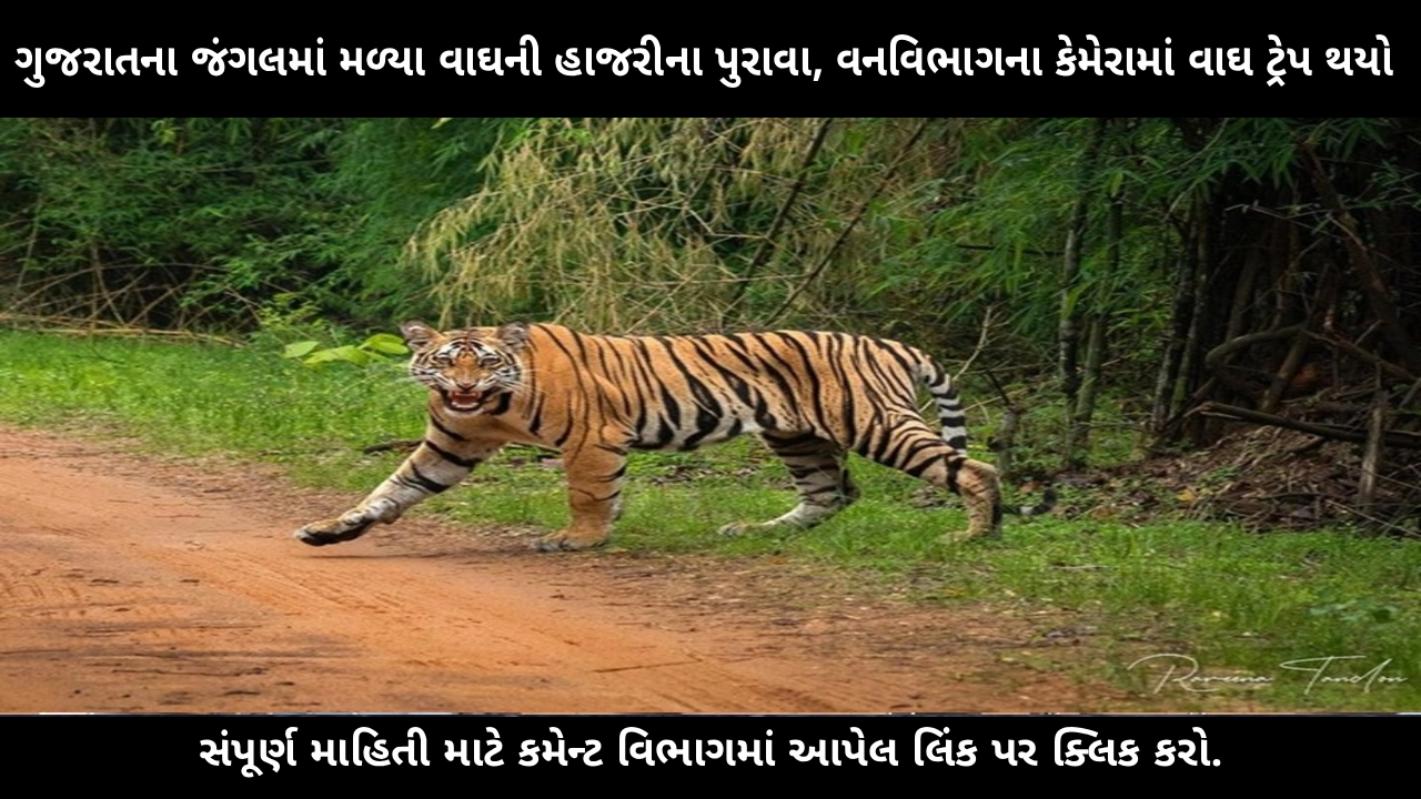 tiger-spotted-in-gujarat-forest-ratanmahal-camera-trap-breaking-news